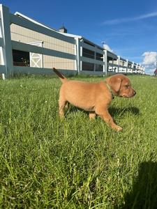 Hunter Green Collar Male